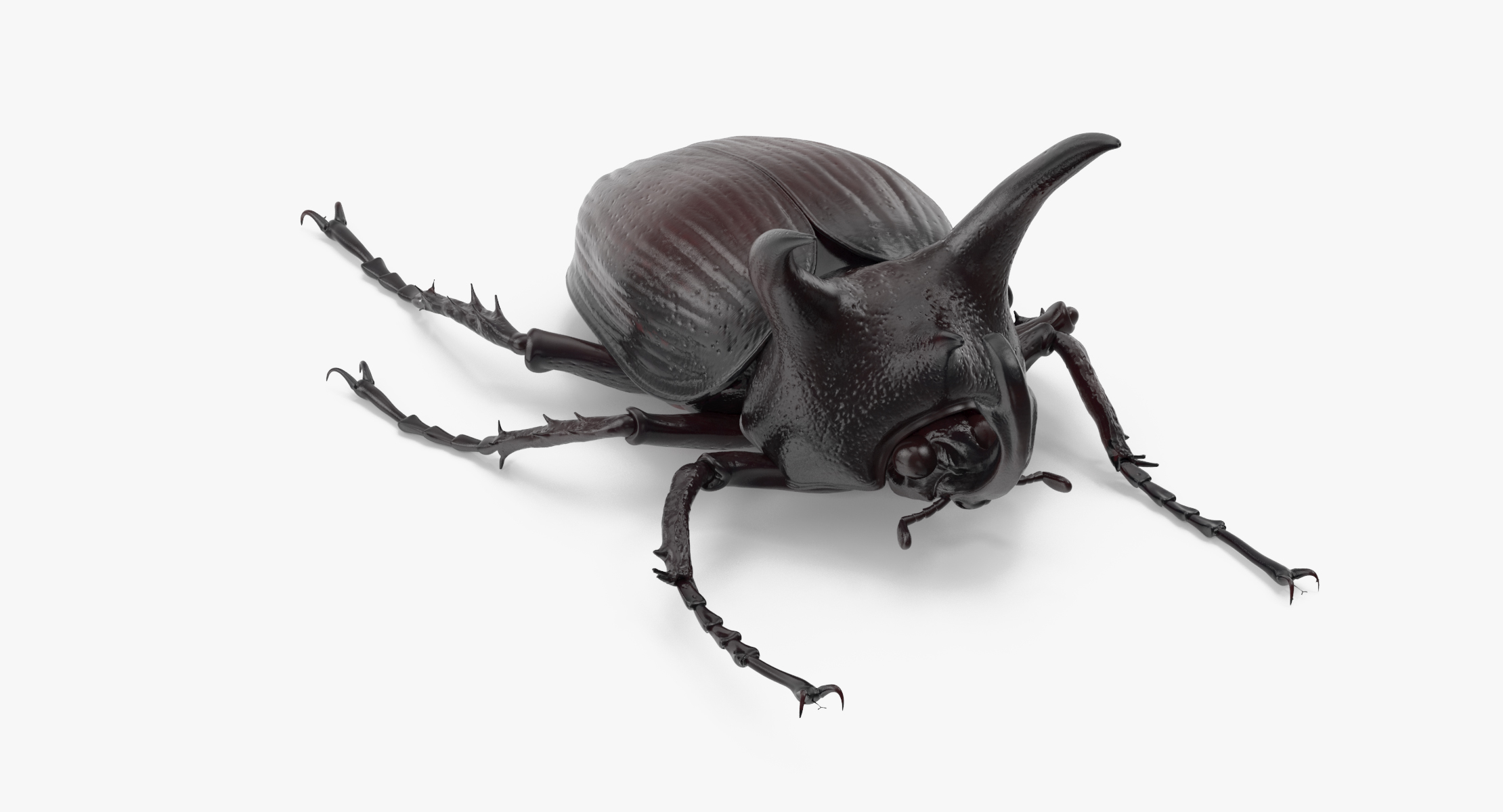 rhinoceros beetle pose 013d模型