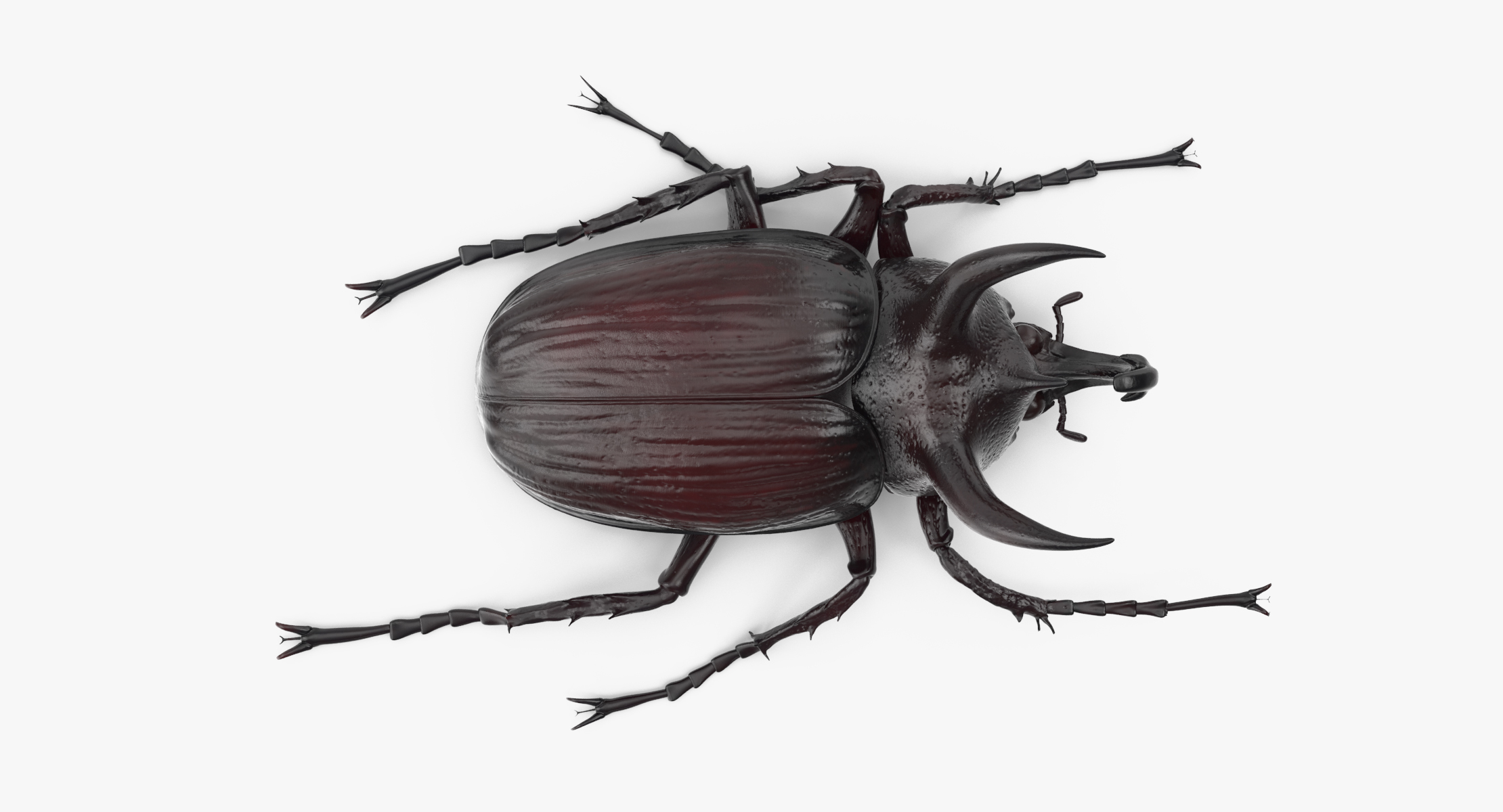 rhinoceros beetle pose 013d模型