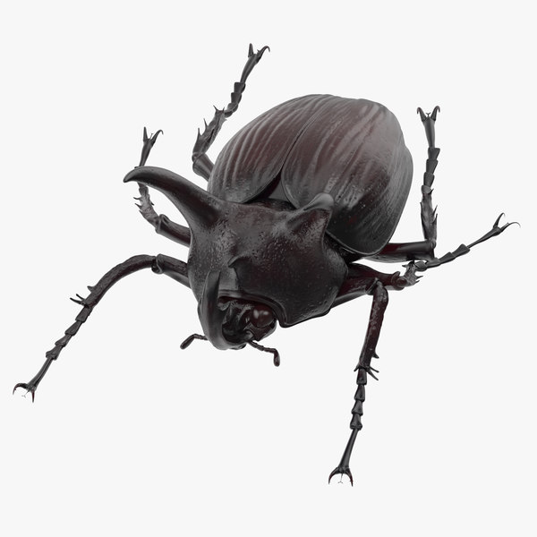 rhinoceros beetle pose 01