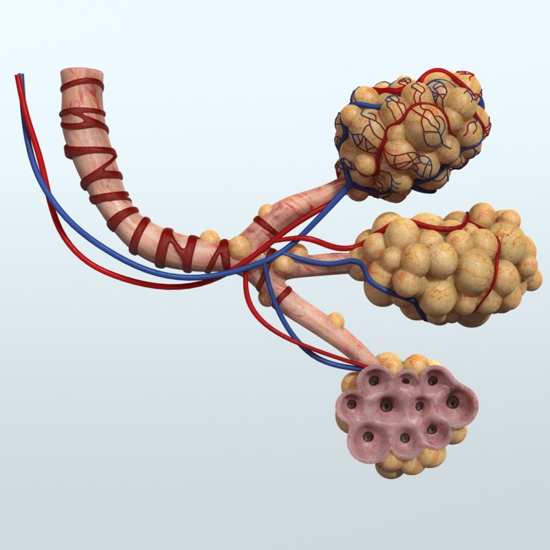 3d human lungs alveoli respiratory anatomy