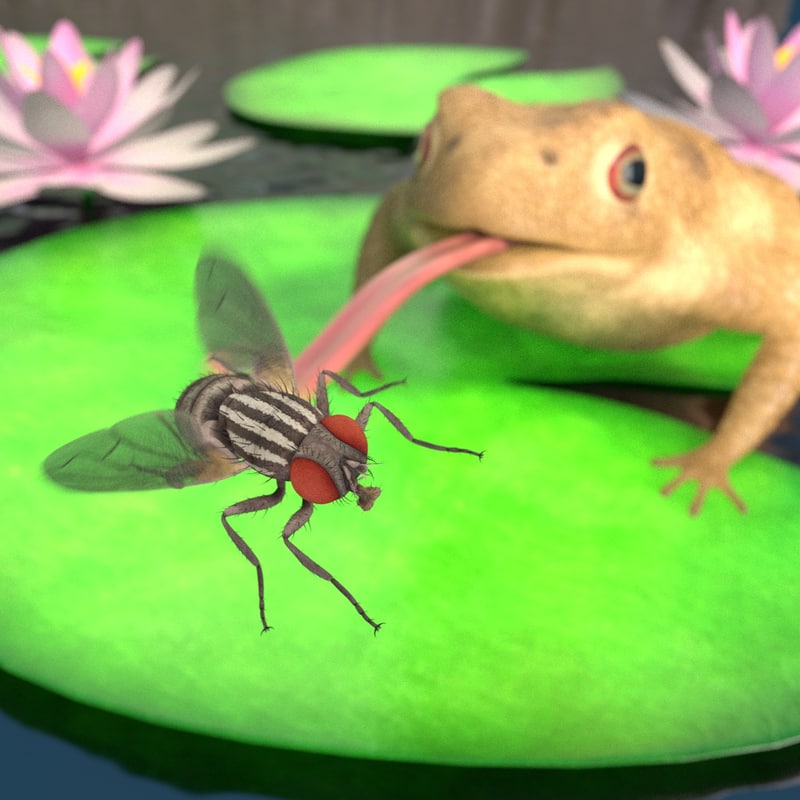 Toad Catching Fly 3d 3ds