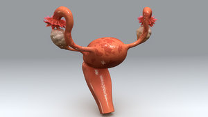 uterus endometrial tissue 3d obj