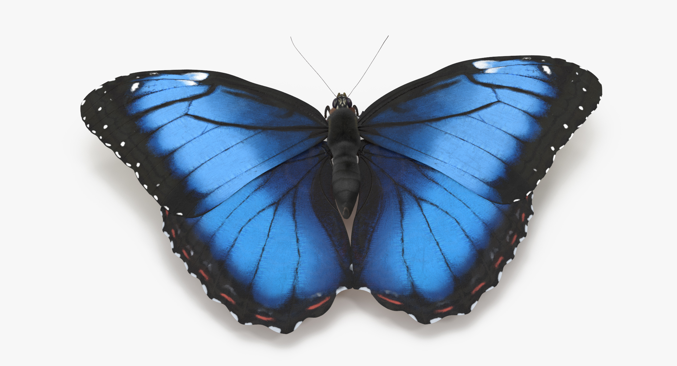 blue morpho butterfly wings 3d model