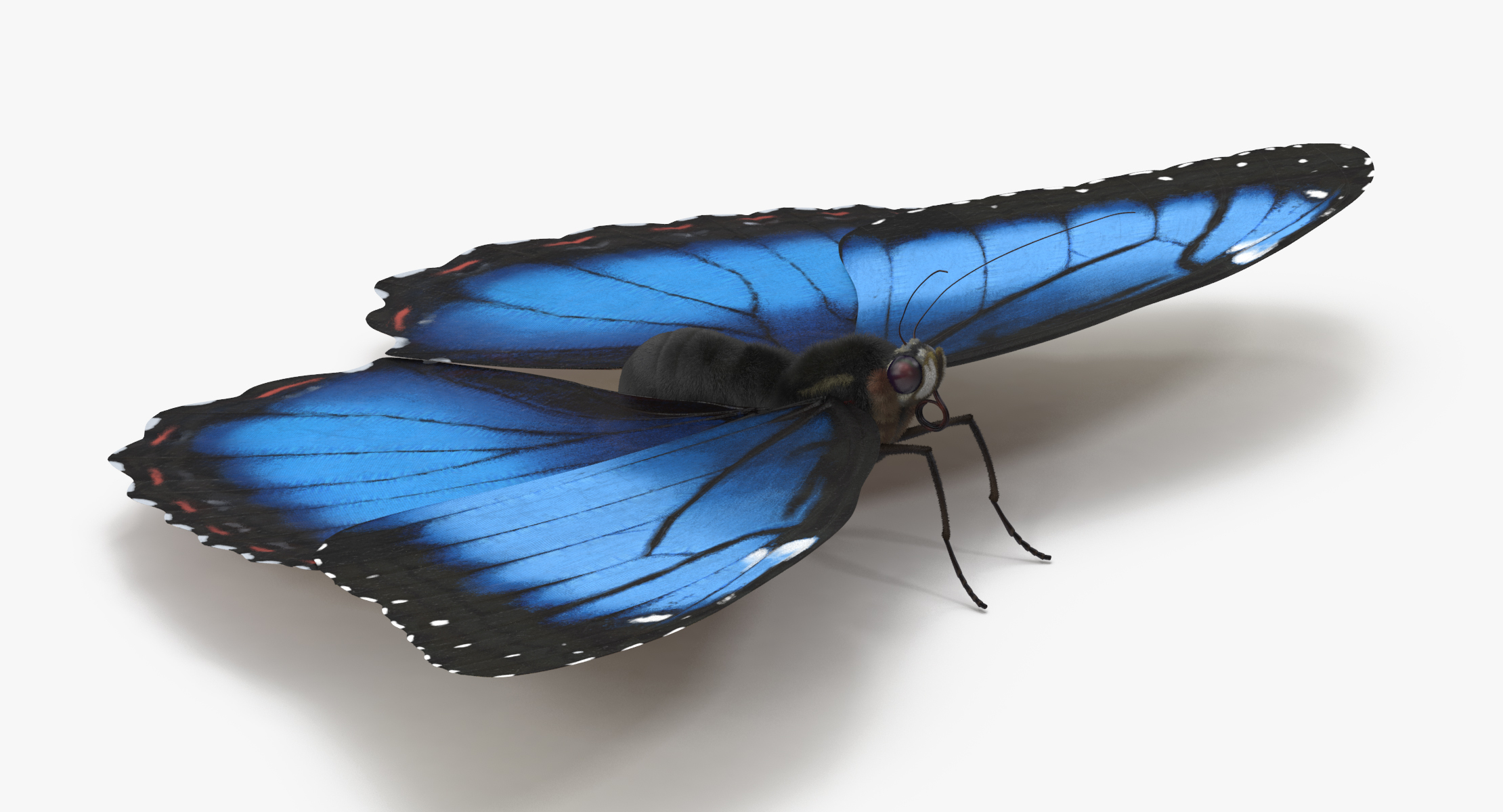 blue morpho butterfly wings 3d model