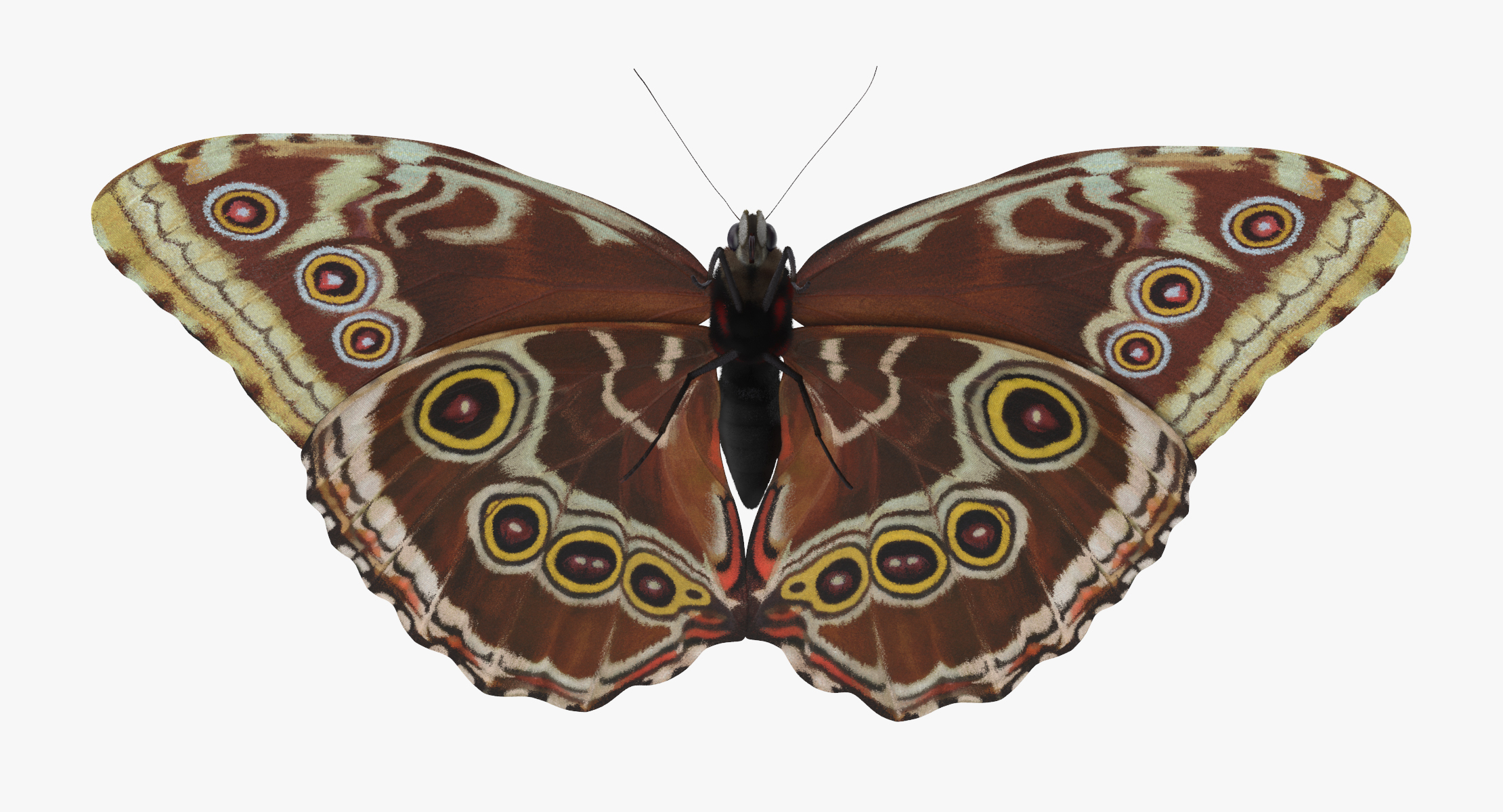 blue morpho butterfly wings 3d model