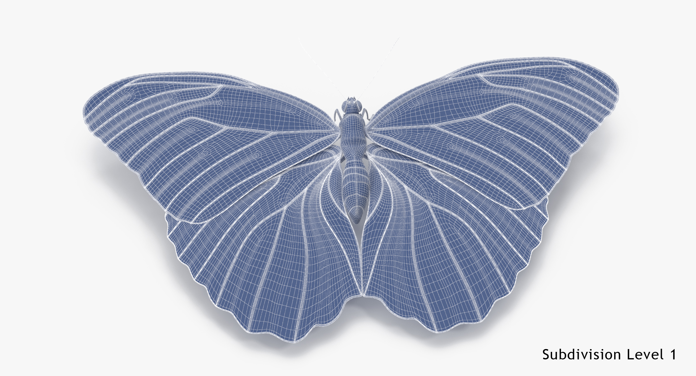 blue morpho butterfly wings 3d model