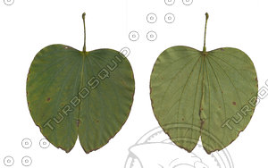 Bauhinia  blakeana Leaf
