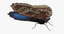 3d model blue morpho butterfly wings