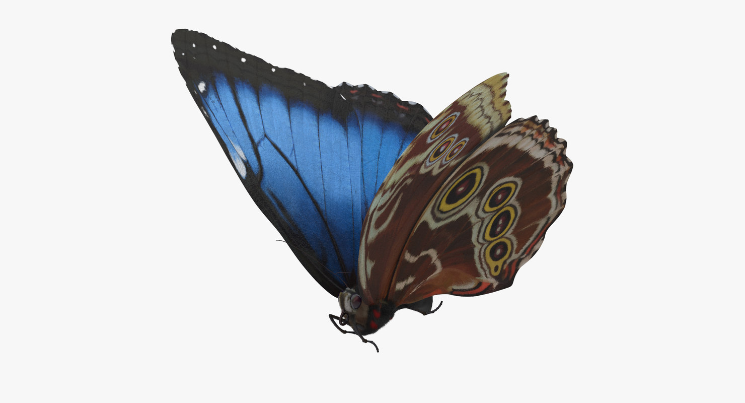 blue morpho butterfly flying max