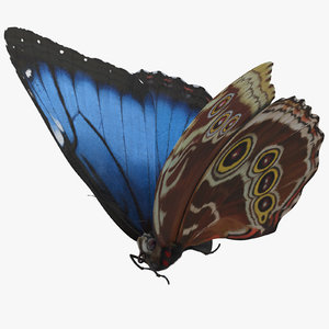blue morpho butterfly flying max
