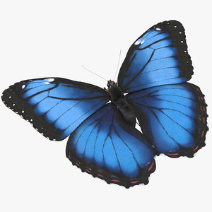 blue morpho butterfly flying 3d model