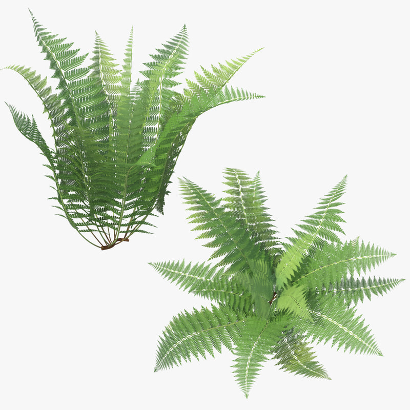  3d  model  ferns  01