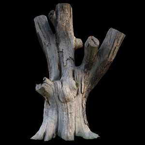 english oak tree 3d model