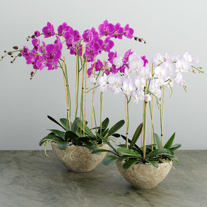 3d model orchid flower