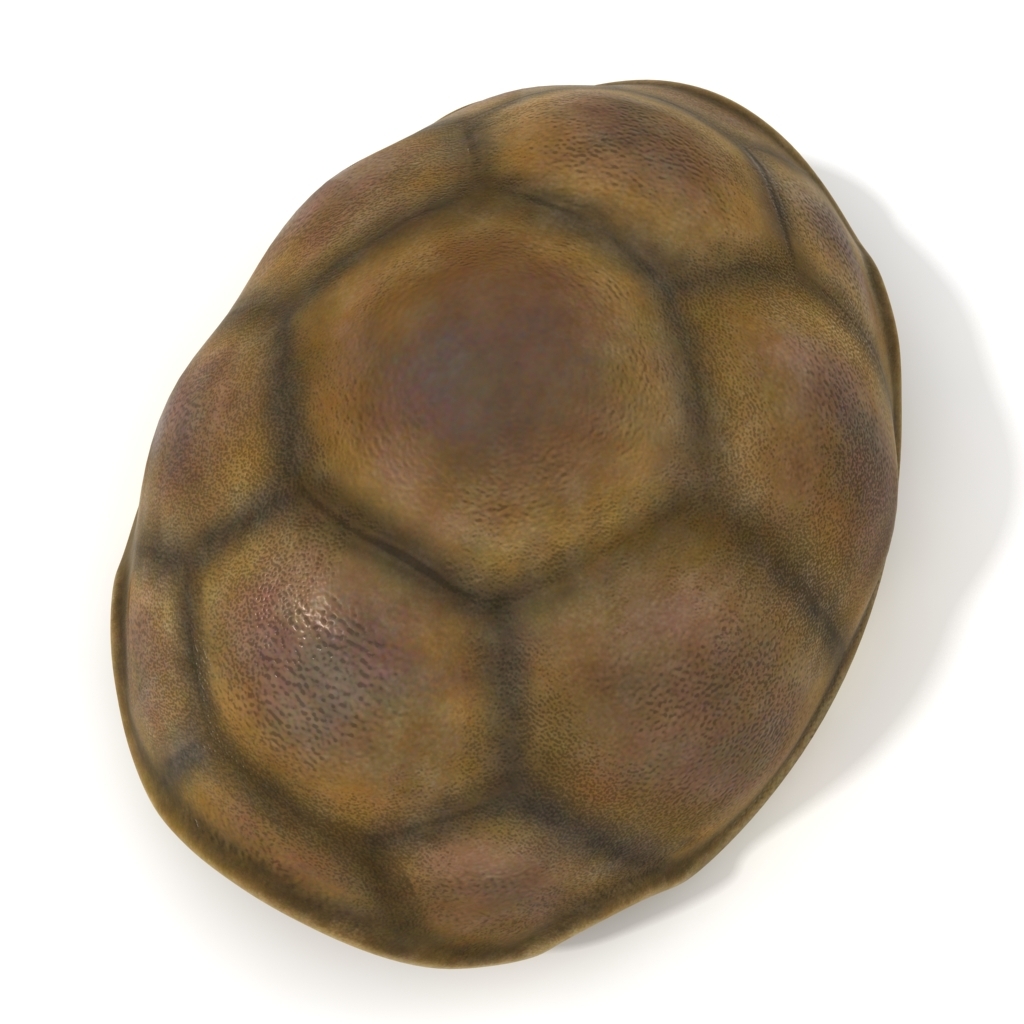 turtle shell 3d model