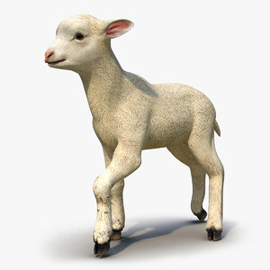 3d model lamb rigged