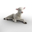 3d model lamb pose 4 fur