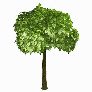 tree environment 3d model