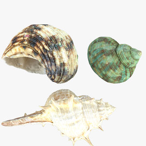 3d model seashell sea shell