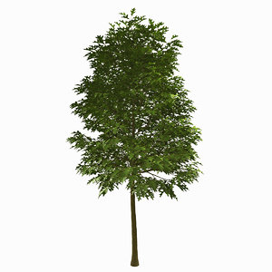 3d tree environment model