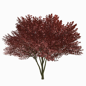 tree environment 3d model