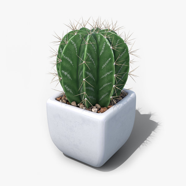 Cactus Poisonous - Relax, It's Play Time!