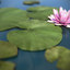 water lily max