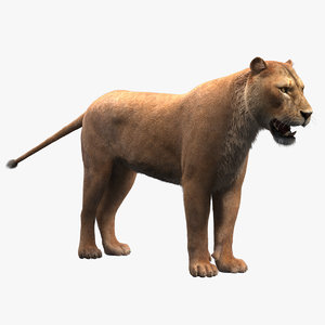 fur lioness 3d max