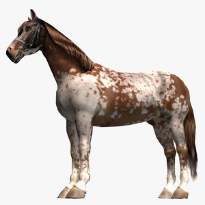 3d pinto horse model
