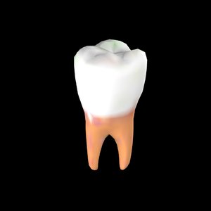 molar tooth 3d max