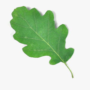 oak leaf 3ds