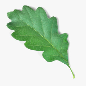 3d model oak leaf