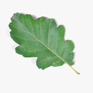 oak leaf 3d 3ds