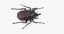 rhinoceros beetle rigged - c4d