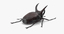 rhinoceros beetle rigged - c4d