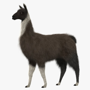 llama shave haircut 3d obj