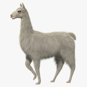 white llama 3d obj