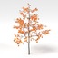 young autumn oak tree 3ds