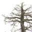 big dead oak tree 3d model
