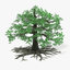 old oak tree 3d model