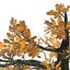old oak autumn tree 3d model
