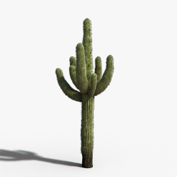 What Alberto Savoia Can Train You About How To Get Tiny Cactus Needles Out Of Skin