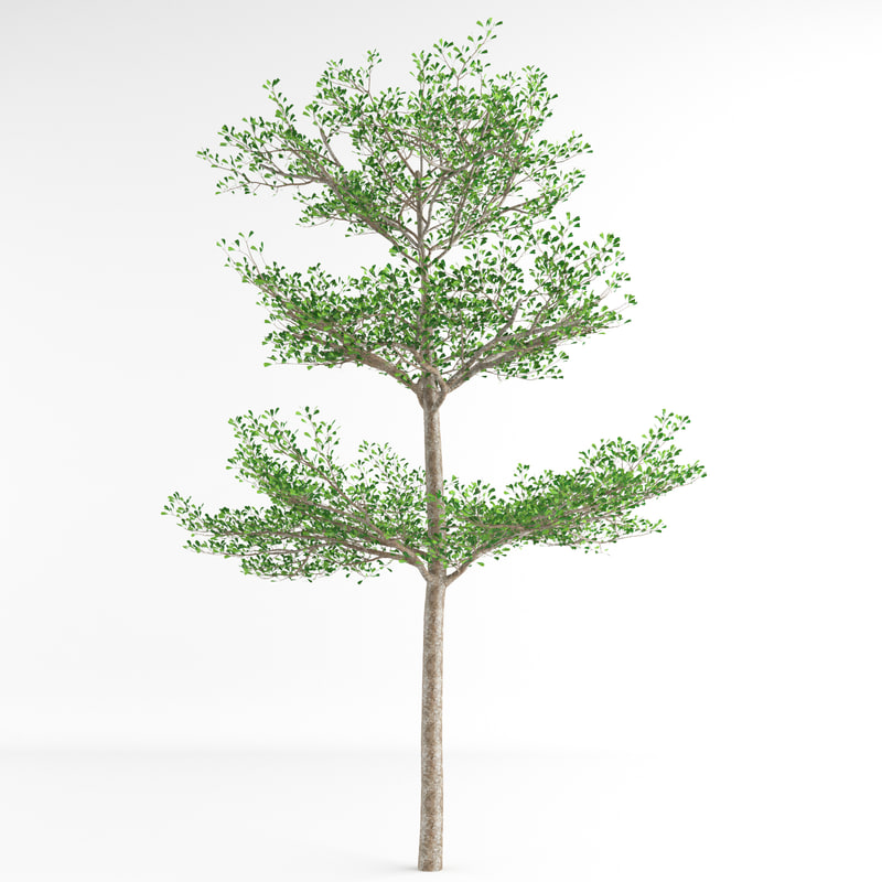 terminalia ivorensis tree 3d max