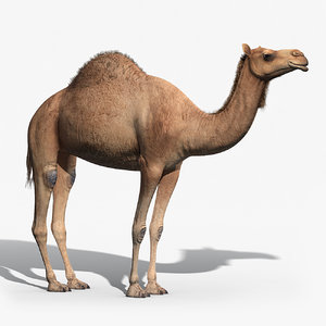 3d model camel fur