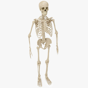 human skeleton - women max