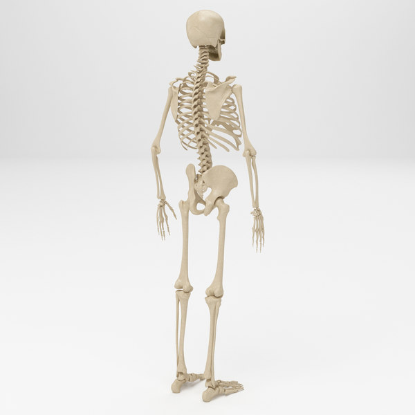 human skeleton - women max