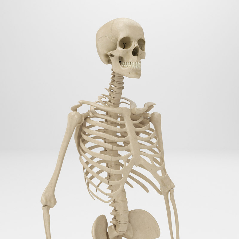 human skeleton - women max