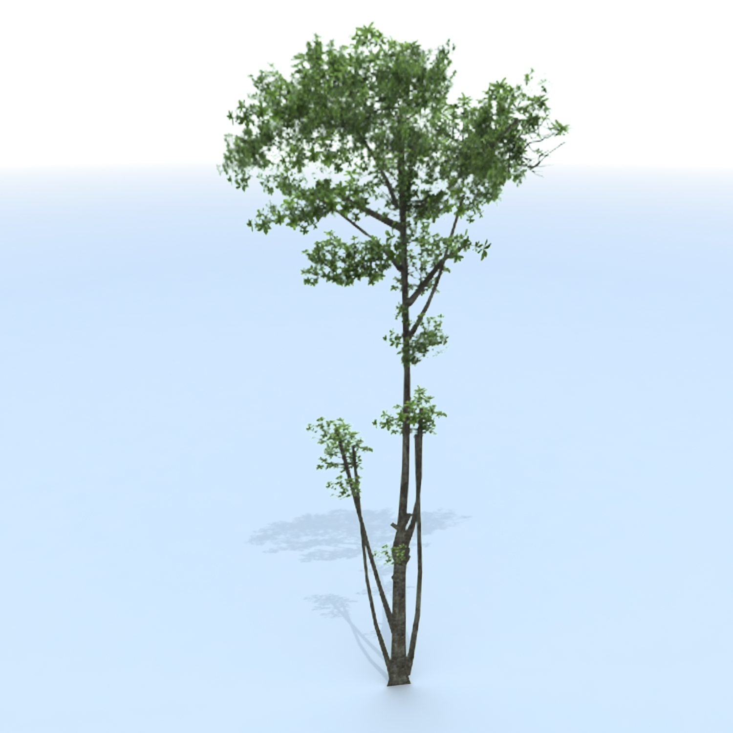 3d tree branches model