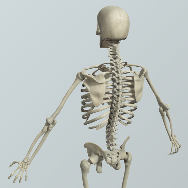 realistic human skeletal bones 3d model