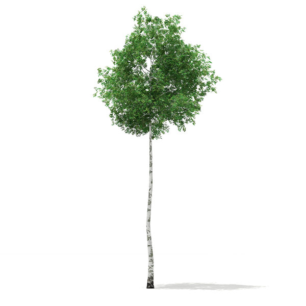 silver birch tree betula 3d model